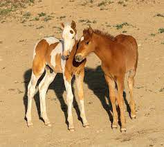 2 baby foals