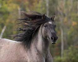 blueroan horse mane blowing in wind