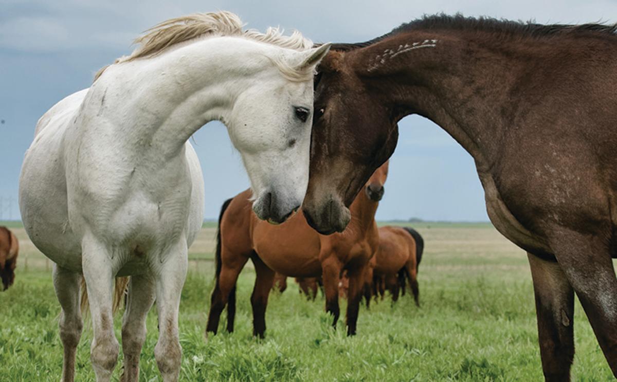 two horses with their heads togehter nuzzling