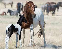  paint mom and foal